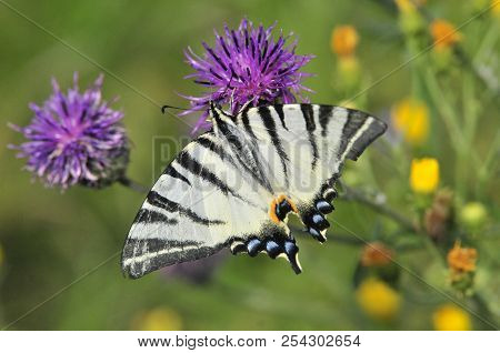 The Scarce Swallowtail It Is Also Called Sail Swallowtail Or Pear-tree Swallowtail.podalirius (latin