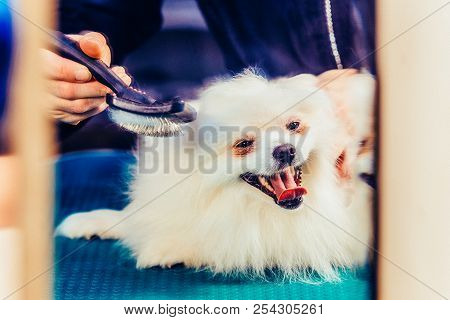 Pomeranian Dog On The Table For Grooming In Salon For Dogs. Toned Image. The Concept Of Popularizing