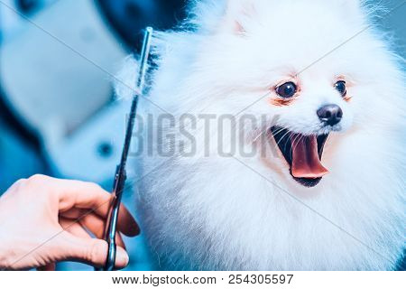 Groomer Haircut Pomeranian Dog In The Beauty Salon For Dogs. Toned Image. The Concept Of Popularizin