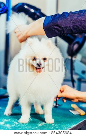 Groomer Haircut Pomeranian Dog In The Beauty Salon For Dogs. Toned Image. The Concept Of Popularizin