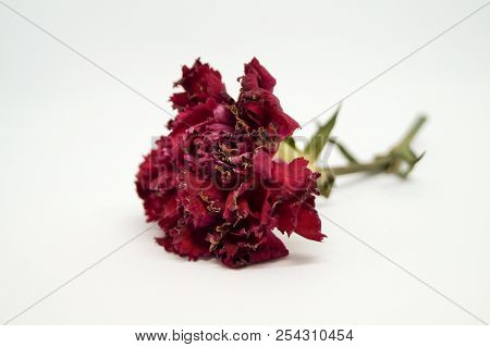 Red Carnation Is Wilting And Isolated White Background. Carnation Petals Tip Are Drying.