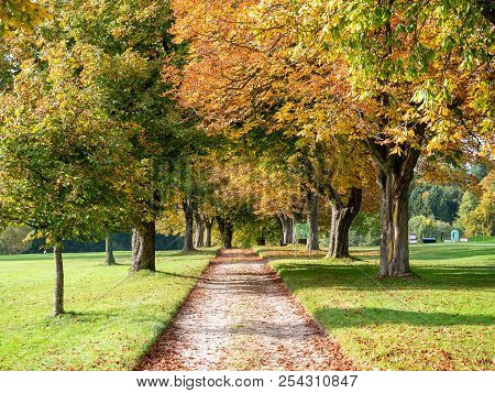 Trees With Colored Autumn Leaves On The Countyside. Alley