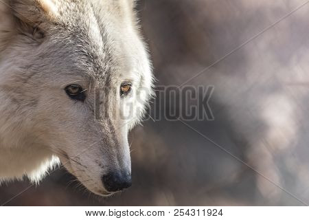 White Arctic Wolf (canis Lupus Arctosportrait) Closeup Has Beautiful Fierce Golden Eyes