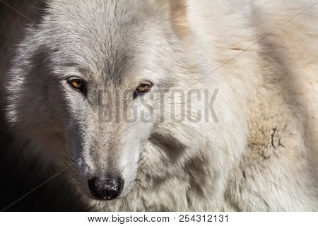 White Arctic Wolf (canis Lupus Arctosportrait) Closeup Has Beautiful Fierce Golden Eyes