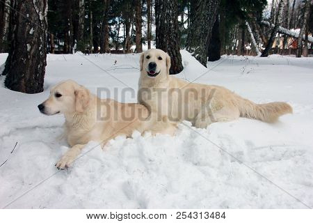 Two Best Dogs Golden Retrievers Playing On Each Other In The Snow On Winter