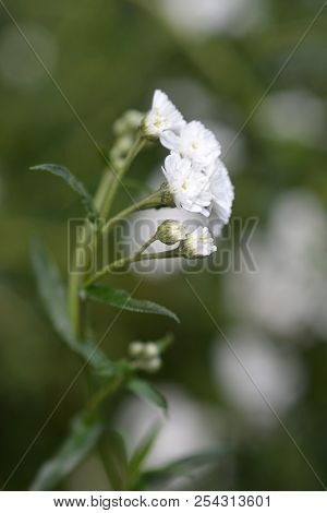 Sneezewort White Flower - Latin Name - Achillea Ptarmica