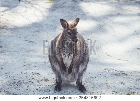 Wallaby (macropodidae) Hanging Around The Park In Vintage Setting
