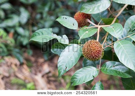 Fresh Organic Pulasan Fruit Or Nephelium Hanging On Tree In Orchard