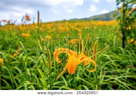 Orange Daylily Flower(tawny Daylily) Bloom Over The Whole Mountain With The Background Of Bright Blu