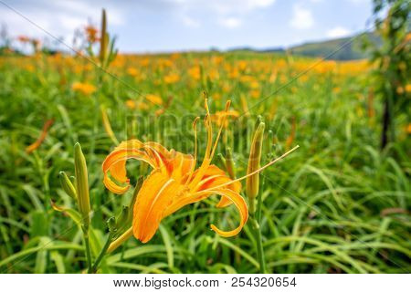 Orange Daylily Flower(tawny Daylily) Bloom Over The Whole Mountain With The Background Of Bright Blu