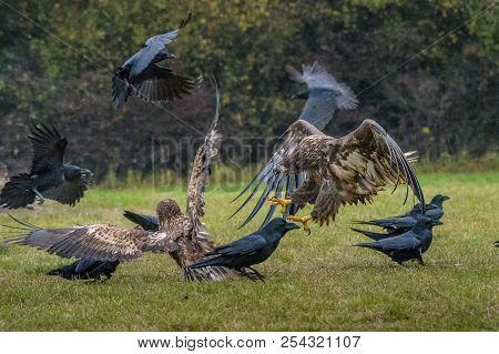 The White-tailed Eagles Are Fighting In Autumn Color Environment Of Wildlife. Also Known As The Ern,