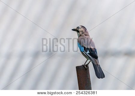 Eurasian Jay Or Garrulus Glandarius Bird In City