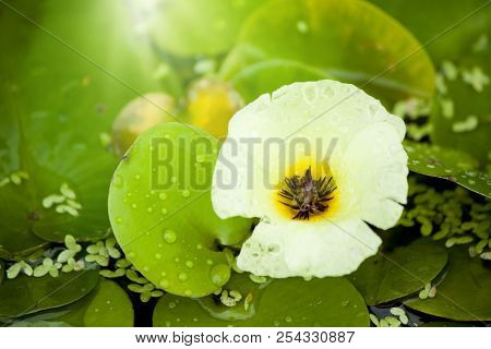 Hydrocleys Nymphoides (willd.) Buchenau Or Water Poppy, Plants That Grow In Water Look Like Water Li