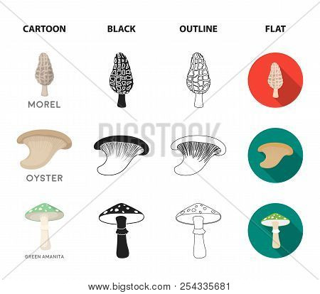 Morel, Oyster, Green Amanita, Actarius Indigo.mushroom Set Collection Icons In Cartoon, Black, Outli