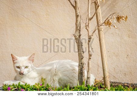 A Beautiful Cat In The Nature In Summer