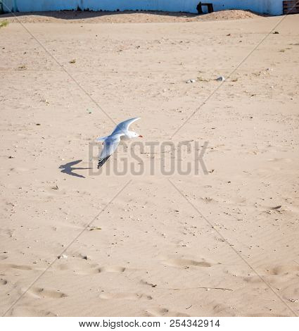 Birds Over The Beach