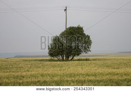 Summer Prairie Scene