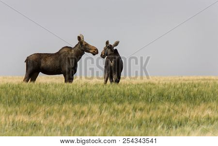 Prairie Moose Saskatchewan