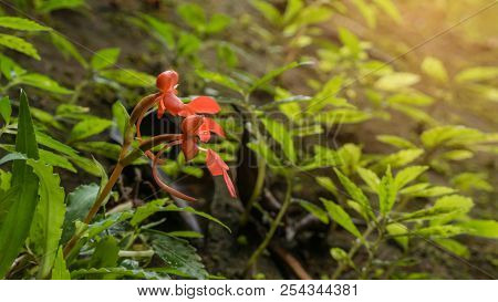 Orange  Habenaria Rhodocheila Hance Wild Orchid At Waterfall In Thailand