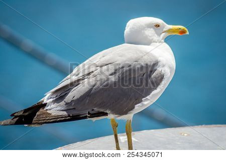 Birds On A Boat