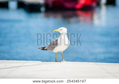 Birds On Harbor