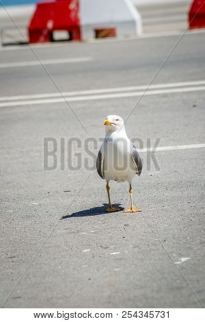 Birds In Harbor
