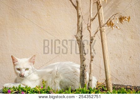 Cat Resting