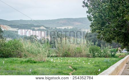 Field Of Birds