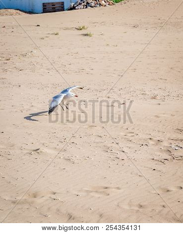 Birds Over The Beach