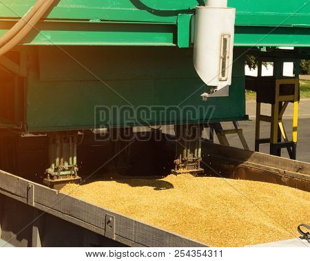 From A Grain-laden Lorry Take Grain For Analysis, Grain Processing, Analysis Corn