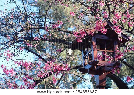 Japanese Traditional Flowers In Spring Of Tokio