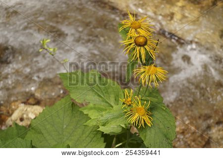 Background With Wildflower - Heartleaf Oxeye, Telekia Speciosa