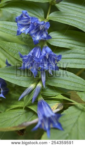 Background With Wildflower - Enzian,  Willow Gentian, Gentiana Asclepiadea