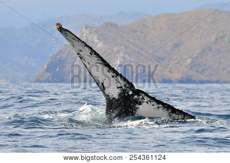 Tail Of A Humpback Whale Off The Coast Of Ecuador