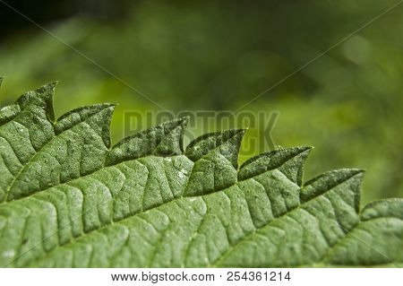 Green Nettle Leaf, Argute Plant, Flora, Forest