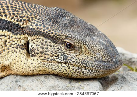 Close Up Of A Monitor Lizard Sitting On A Rock In The Sun