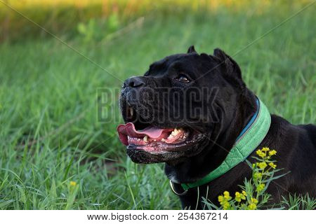 Male Black Purebreeded Cane Corso With Cropped Ears Lying In Grass