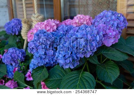 Hydrangea Serrata In A Flowerbed On A City Street. Flowers