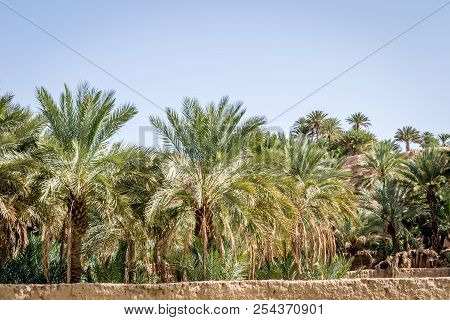 Desert Of Figuig