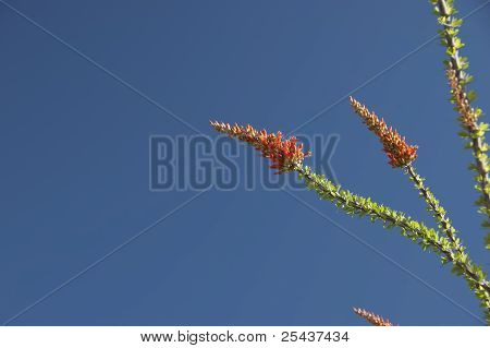 Blomstring Ocotillo grene
