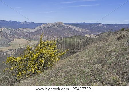 Blossoming Dogwood On The Slope Of The Tokluk-syrt Ridge. Crimea, Spring, Early April. Sunny Day.
