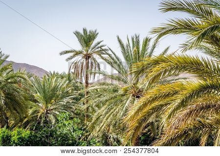 Desert Of Figuig
