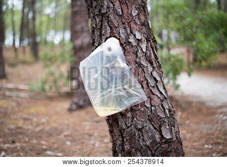 Collection Of Pine Resin.
Eco-friendly Way To Collect Pine Resin