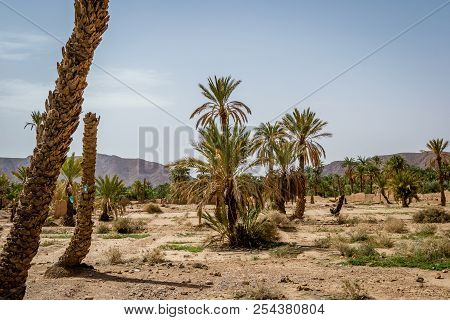 Desert Of Figuig