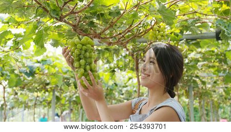 Woman looking at the green grape in the farm
