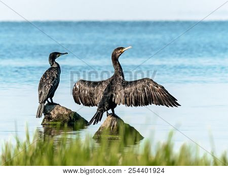 Two Big Black Birds Cormorants Sit, Spreading Wings, On Rocks On The Water On A Sunny Summer Day. Uk