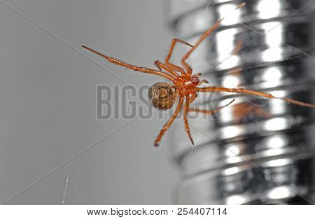 Macro Photography Of Orange Spider On Web Isolated On Background, Selective Focus At Spinneret