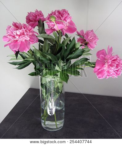 Beautiful Peonies In A Vase, Vintage Close Up Shot