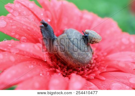 Close-up Of Other Snail Carrying Baby Snail On The Shell Resting On Vivid Pink Flower Pollen With A 