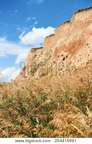 wildflowers on high coast by the sea, beautiful coastal landscape, travel concept